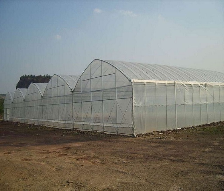 Multi Span Plastic Film Greenhouse