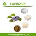 Gewichtsverlies Coleus Forskohlii Extract Forskolin 1%-98%