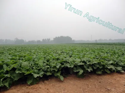 High Quality Fresh Vegetables Burdock