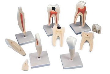 Classic tooth model 5 kinds of teeth