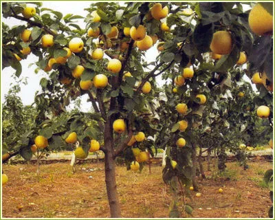 Golden Delicious Apple Tree Seeds For Planting