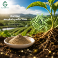 Ingrediente microbiano probiótico Bacillus Amyloliquefaciens