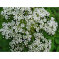 Good for Women Cnidium Seed Extract / Nidium Monnieri (L.) Cuss. Natural