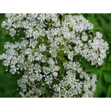 Good for Women Cnidium Seed Extract / Nidium Monnieri (L.) Cuss. Natural