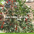 Hoogwaardige voeding Droge Goji-bessen biologisch