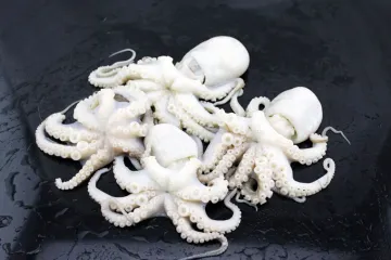 good fresh frozen octopus