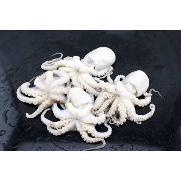 dobrá čerstvá mražená chobotnice