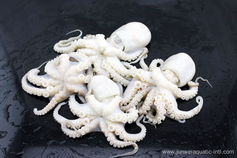 good fresh frozen octopus