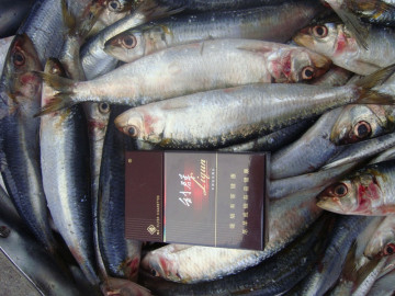 Sardine de sardine gelée sardinella aurita rond entier