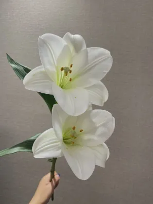 White Trumpet Easter Lily