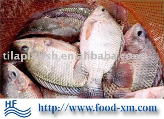 cheap frozen fish tilapia