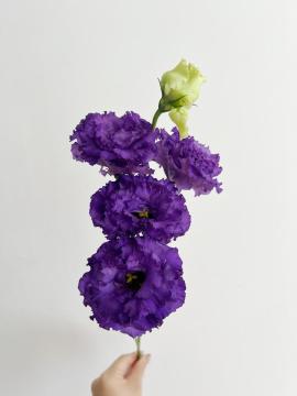Fresh Wave Dark Purple Lisianthus for Wedding Decor