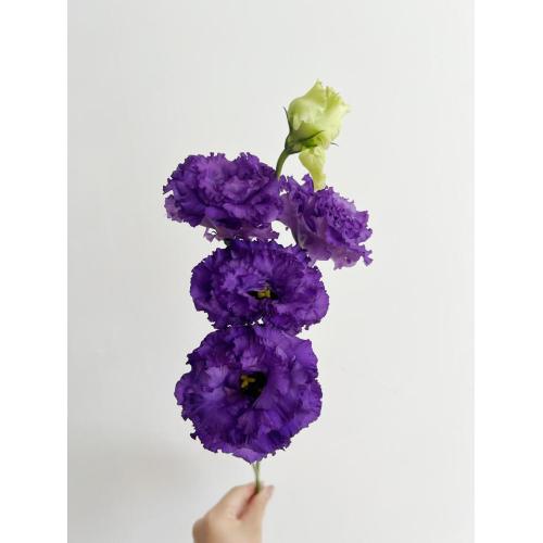 موجة جديدة من Lisianthus الأرجواني الداكن لديكور الزفاف