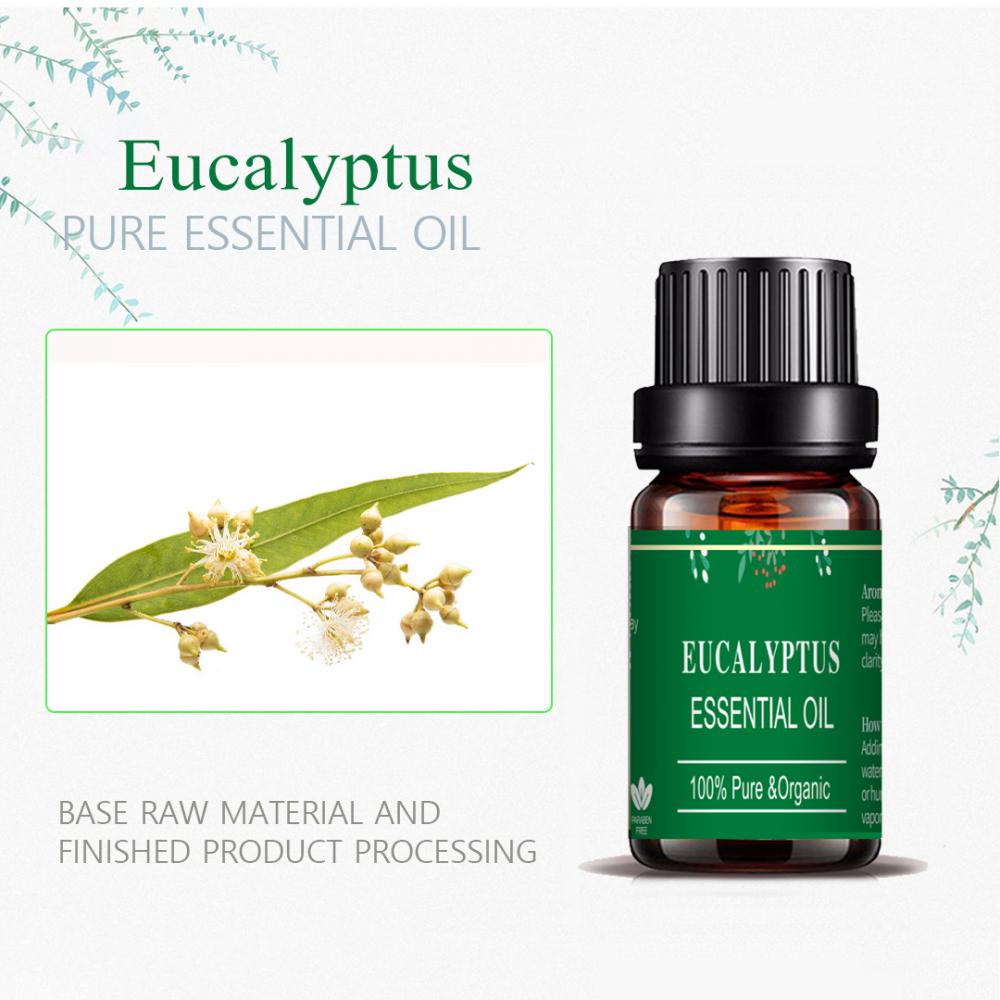 100% safi ya asili ya freshen eucalyptus mafuta muhimu