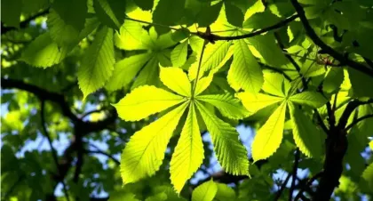 Horse Chestnut Seed Extract For Aesculin and Esculin
