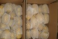 eksport kentang holland segar ke Srilanka
