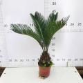 Good Living Plant Pricelists Cycas revoluta 110# B factory Supplier