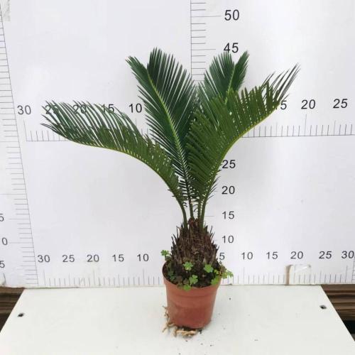 Outdoor Natural Plants Price Cycas revoluta 110# B factory Factory