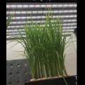 Lampe de croissance de la plante LED lampe à spectre complet de remplissage