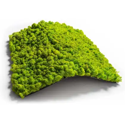 Real Iceland Moss Wholesale Moss Plate 30x30cm for Moss Art Panels