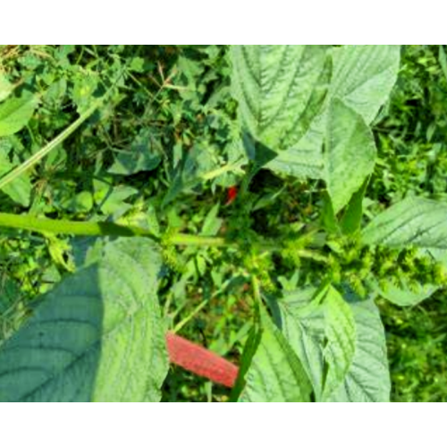 Natural Green Purslane Extract Pure Portulaca Oleracea Extract for Cosmetics Health Care