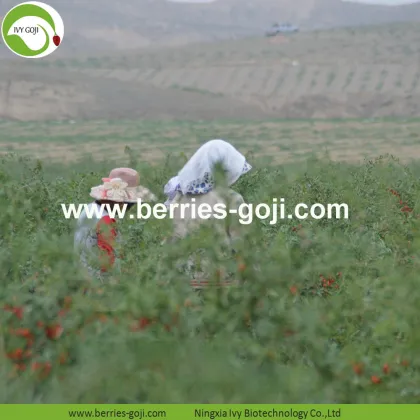 Factory Supply Dried Ningxia Goji