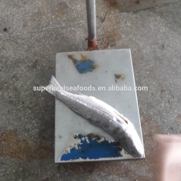 Fresh Frozen Fish Gutted Grey Mullet 1-2kg/pc