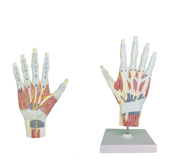 Life Size Hand Anatomy: Hand Interosseous Muscle Model - YA/H015B