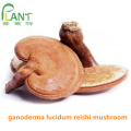 Extracto natural de polvo de hongo Ganoderma lucidum reishi