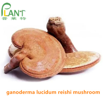 Extrait naturel de poudre de champignon Ganoderma lucidum reishi