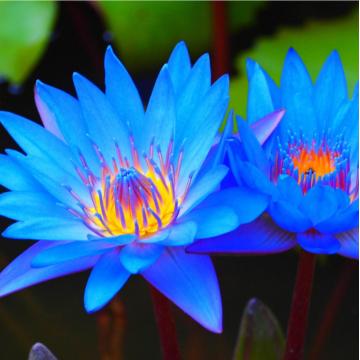 Blue Lotus Essential Oil Pure Blue Lotus Oil 100% Natural