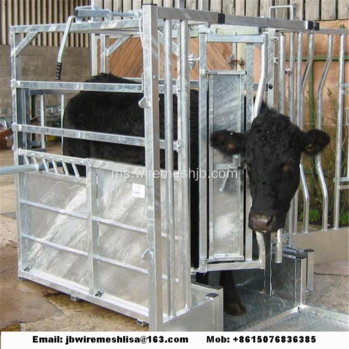 Heavy Duty Galvanized Cow Crush