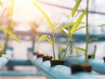 Grow Lights For Outdoor Plants