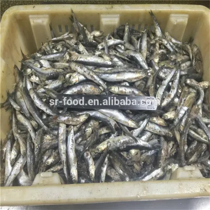 Frozen block anchovy