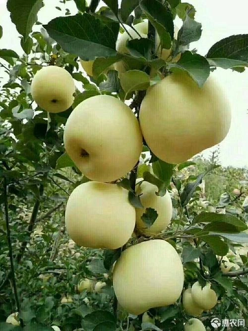 Bagged Golden delicious apple Manufacturers Suppliers in China