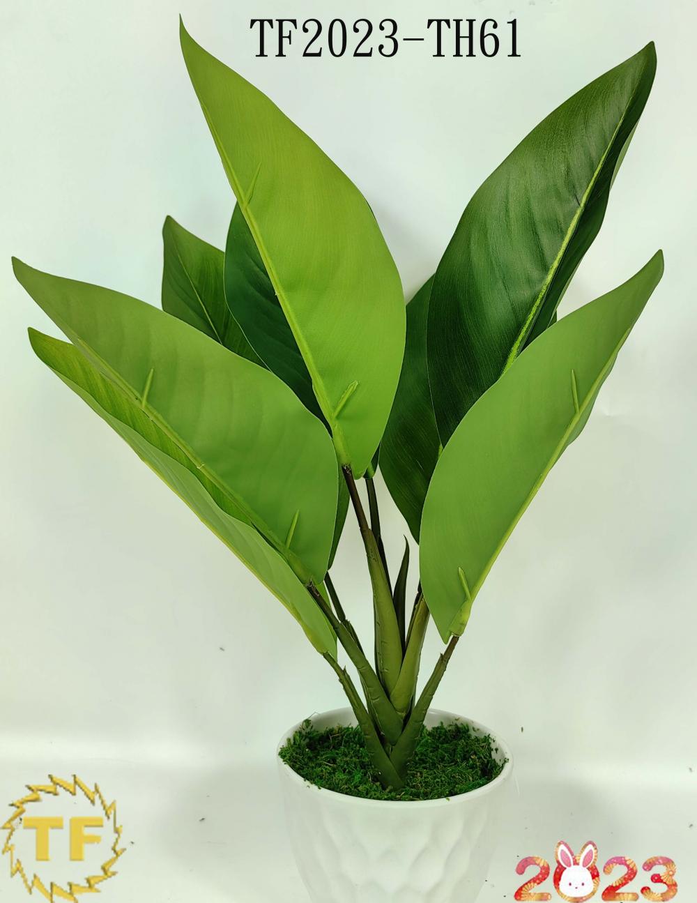 43cm Banana leaf x 8 with plastic Pot