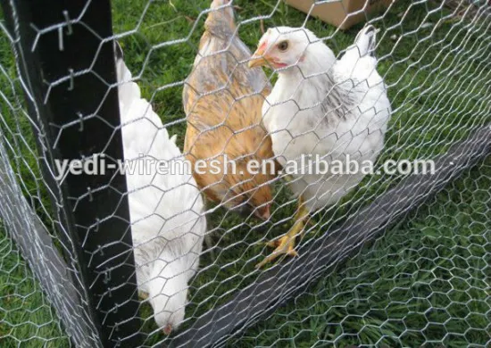 hexagonal chicken wire netting fence