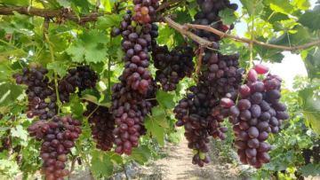 Cronson grape