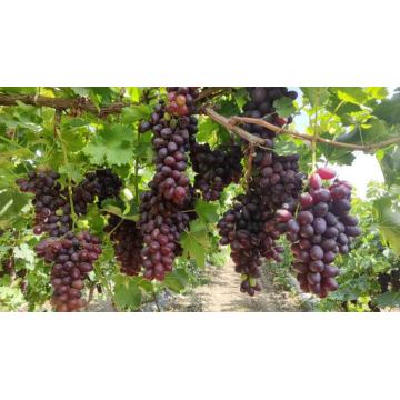 ክሮንስ ወይን
