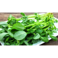 Ma chi xian Chinese natural herba eXTRACT