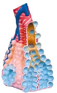 Alveolar enlargement (1 component)