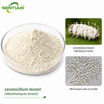 Lecanicillium lecanii مبيد حشري بيولوجي لحشرات المن