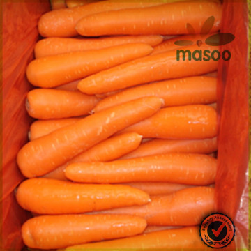 2014 Crop Chinese High Quality Fresh Carrot With Low Price / Carrots Nutrition Facts / Purple Carrots