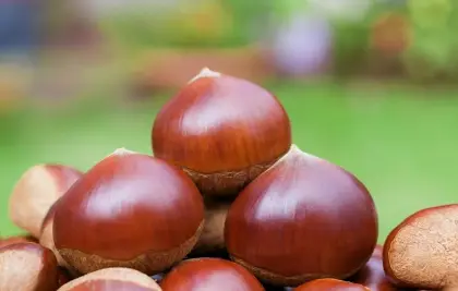 Economic crop fresh chestnut