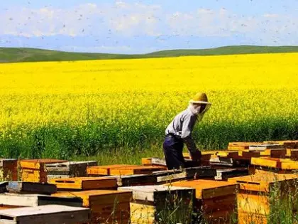 Golden yellow pure rape honey bulk sale