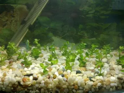 aquarium decoration gravel sand for tropical plant