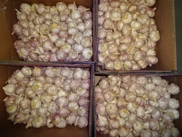 Fresh Normal Garlic 2019