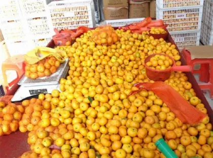Good Fresh sweet baby mandarin