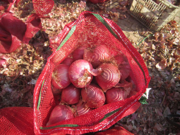 Onions (2014 New Season)