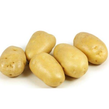 Super 2020 New Crop Fresh Potato